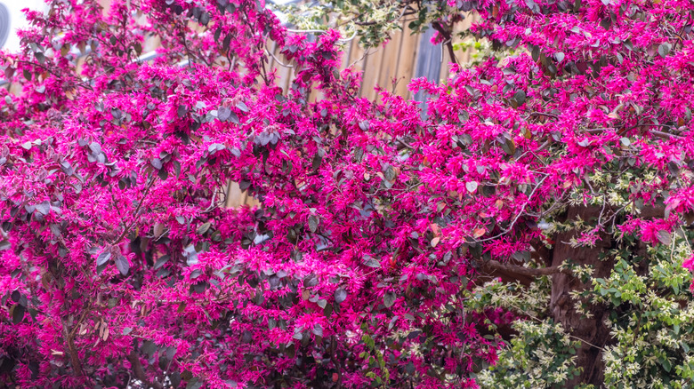 A bright pink bloom on a Chinese fringe flower covering almost the whole plant