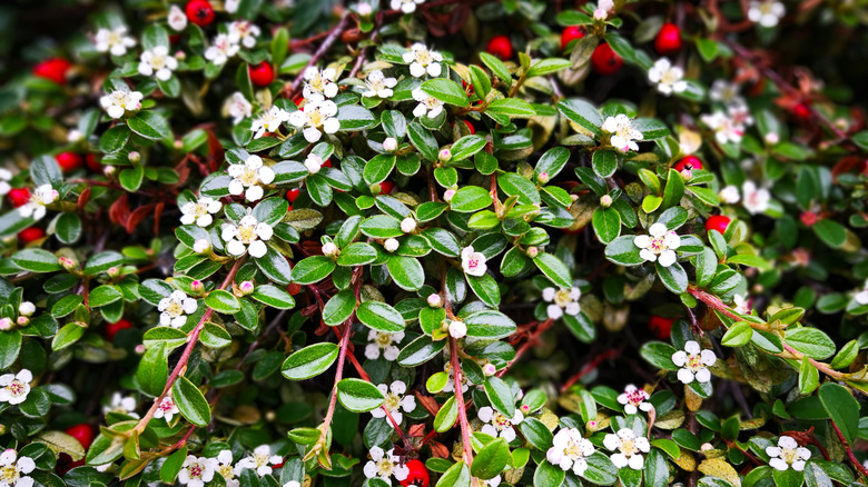 A beautiful example of a cotoneaster with white flowers, dark green leaves, and bright red berries up close