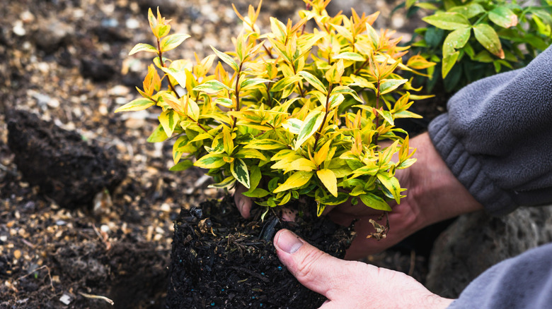 A person in a gray long-sleeved shirt planting a small shrub into the ground