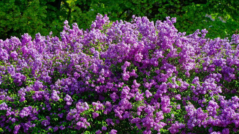 A hedge of lilacs