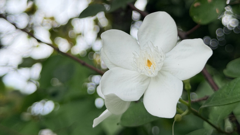 A close-up of a mock orange flower in full bloom