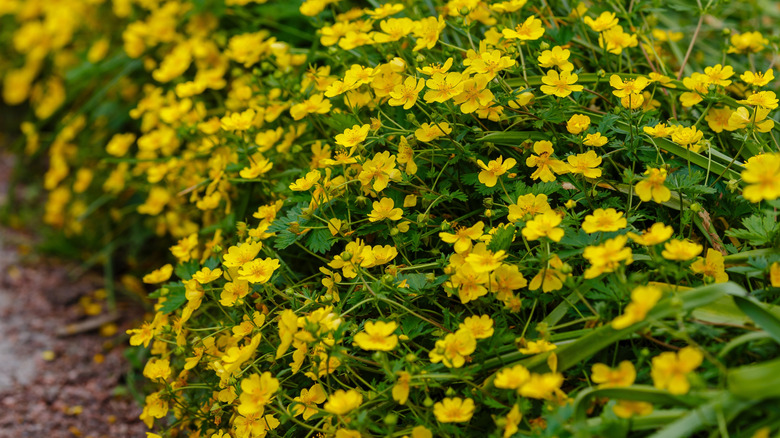 A close up of a row of potentillas with bright yellow flowers