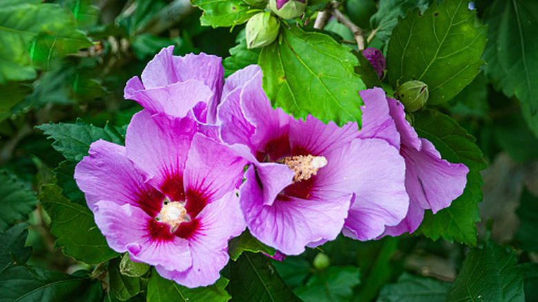 bright pink blooms open on a rose of Sharon bush