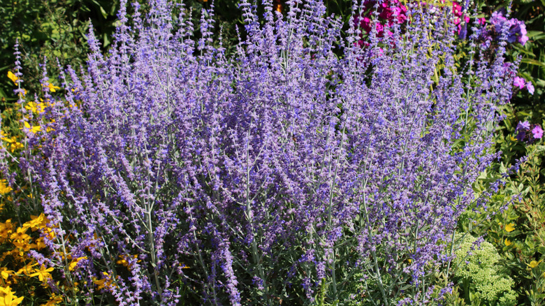 Russian sage blooming in a flower garden alongside yellow and pink flowers