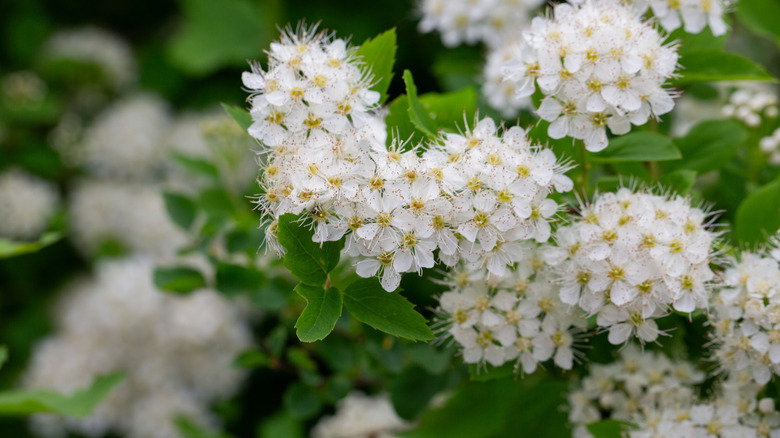 White flowers of a Spiraea plant up close with rich green leaves