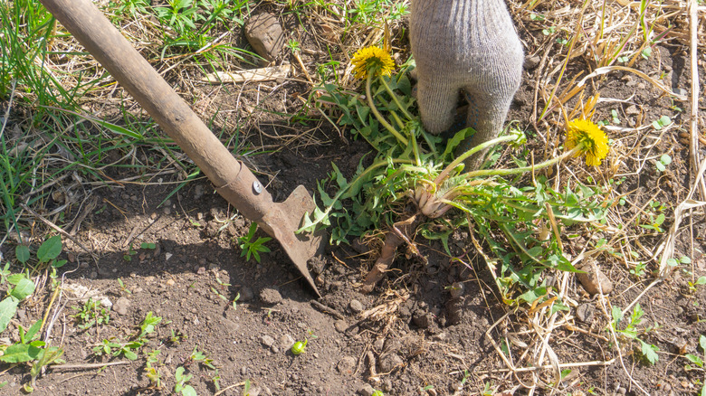 removing dandelion root in the garden