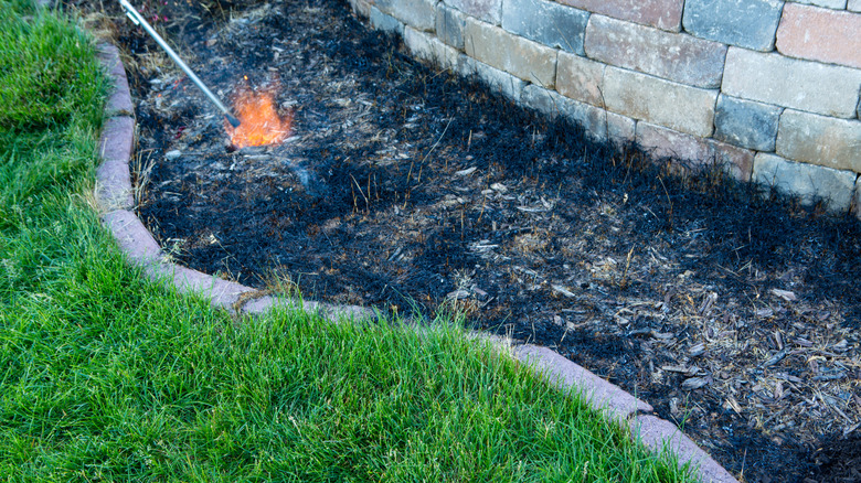 removing weeds with a weed gun