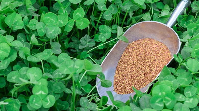 sowing clover to add nitrogen to soil