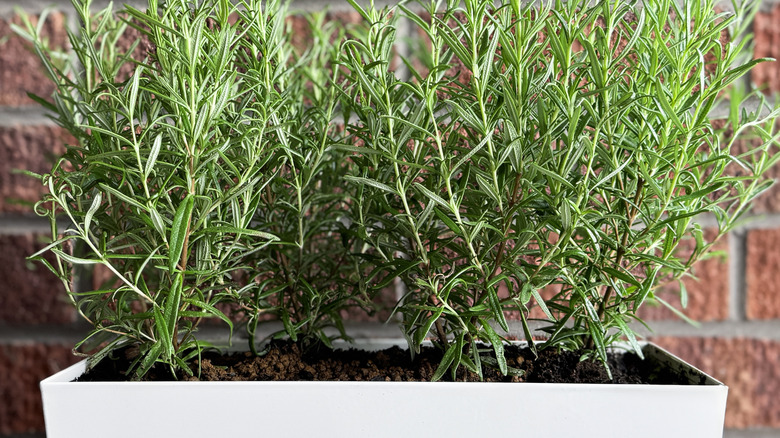 Rosemary plant in a white rectangular planter