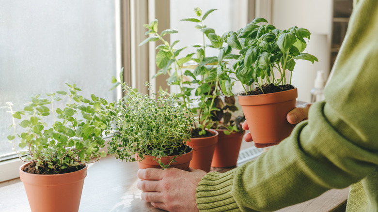 Person holding potted herbs next to a windowsill