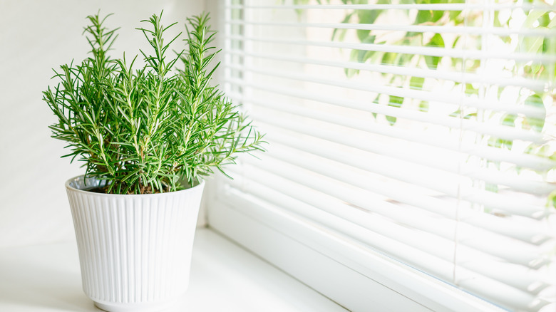 Potted rosemary on a windowsill