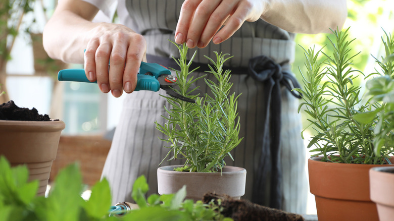 Person pruning a potted rosemary plant