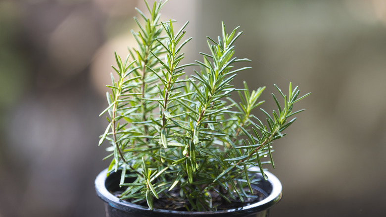 Detail of rosemary plant in a pot