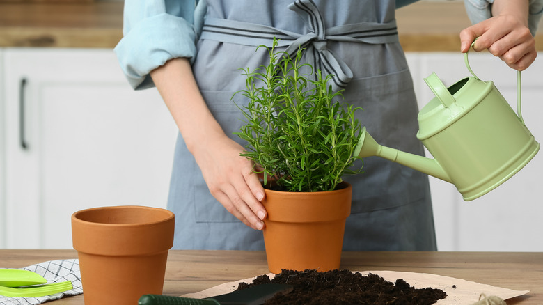 Person watering potted rosemary plant