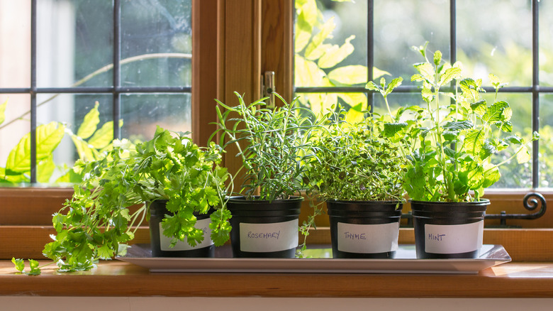 Herbs growing in pots on a windowsill