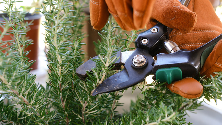 Person pruning rosemary with pruning shears