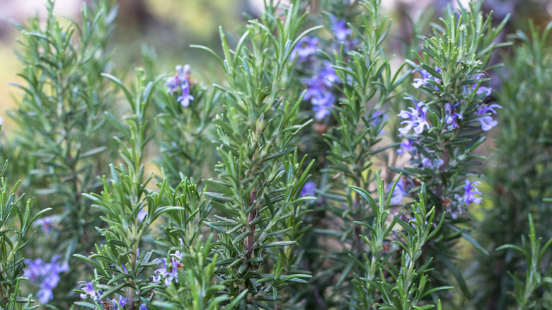 Rosemary plant in bloom