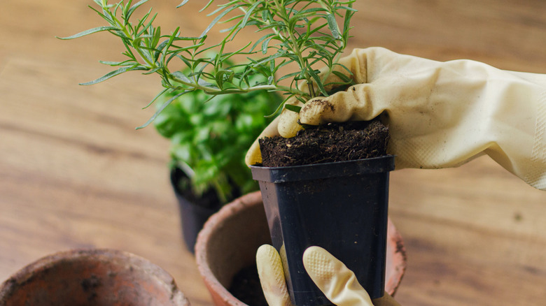 Hands in gloves holding rosemary plant
