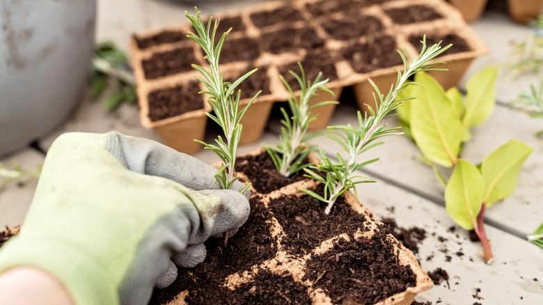 Propagating small rosemary cuttings plants in peat moss tray