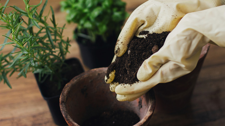 Hands in gloves filling empty pots with soil
