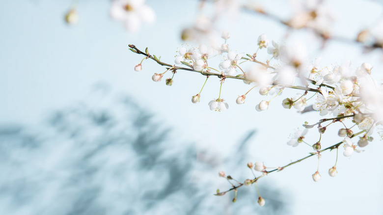 cherry blossom branch