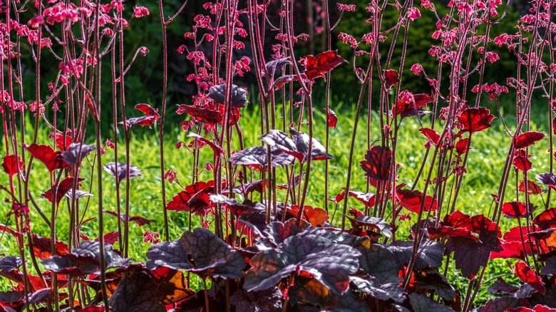 'Black Forest Cake' coral bells in bloom.