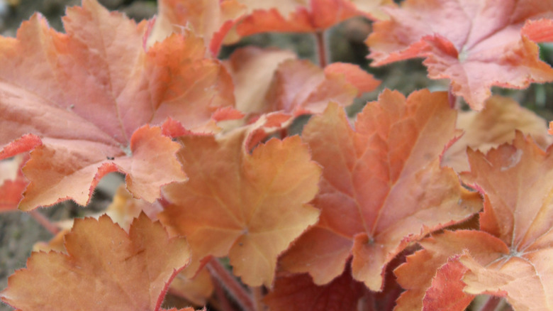 'Caramel' heuchera in garden.