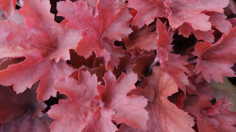'Cherry Cola' coral bells, close up of leaves.