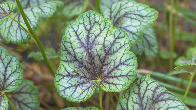 'Dale's Strain' coral bells up close