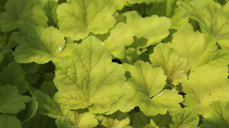 'Electra' coral bells, close up of leaves.