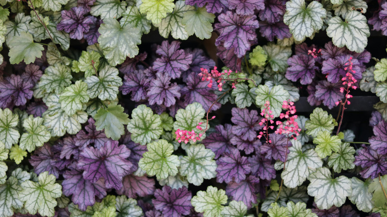 Assorted coral bells plants.
