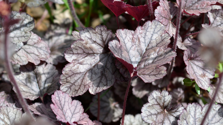 'Northern Exposure' heuchera in garden.