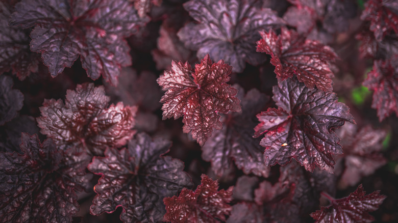 'Palace Purple' coral bells foliage