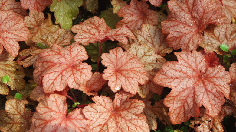 'Paprika' coral bells.