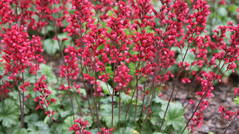 'Paris' coral bells with hot pink flowers.