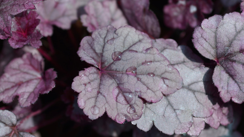 'Pink Panther' heuchera with lavender leaves.