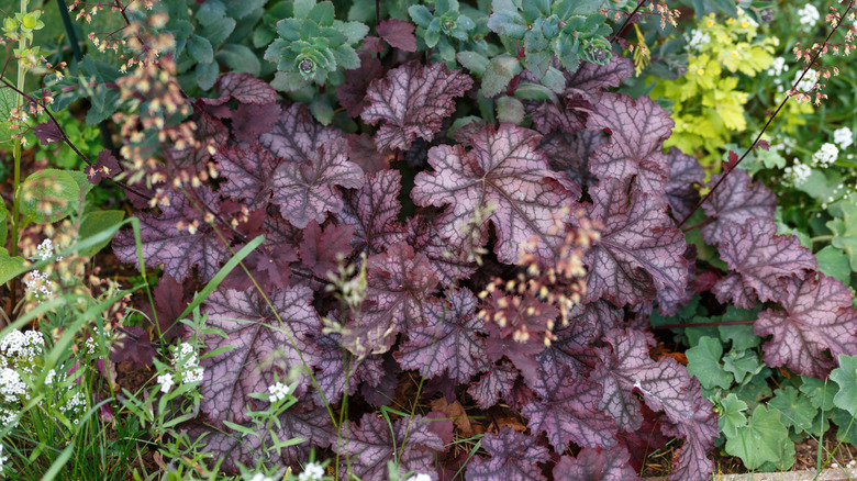 'Plum Pudding' heuchera in garden.