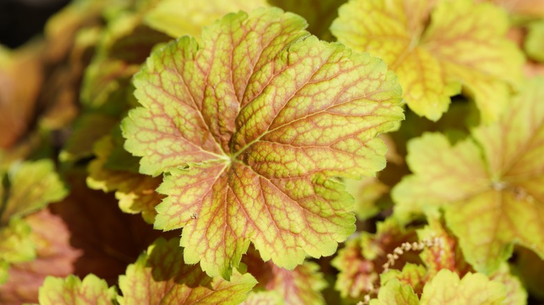 'Tiramisu' coral bells foliage up close
