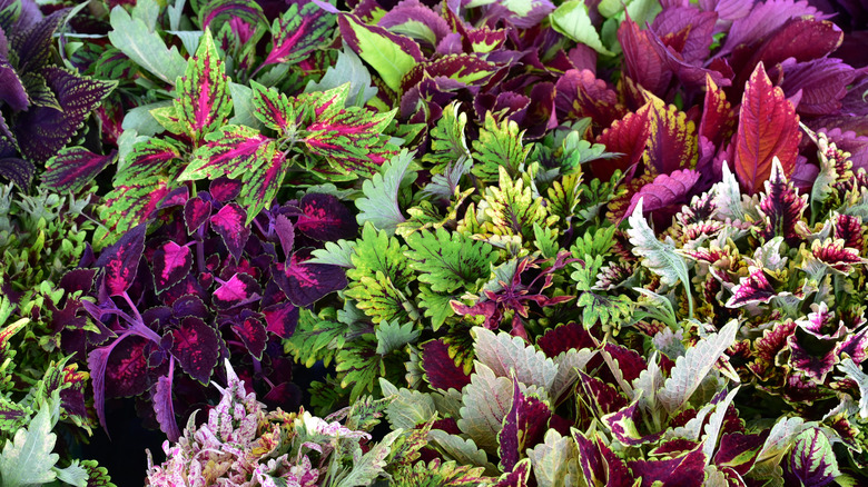 a variety of coleus plants
