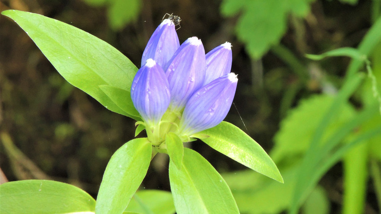 Close up of Bottle Gentian before full blooming