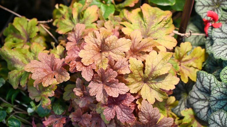 Multi-colored coral bells in the garden