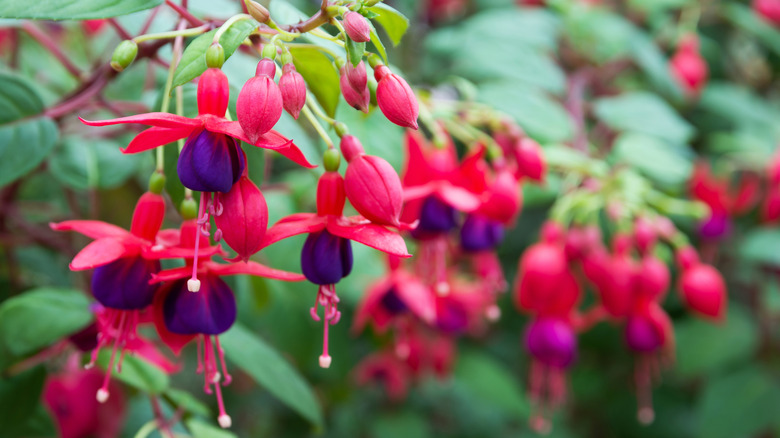 close up of the unique red and purple fuchsia blooms