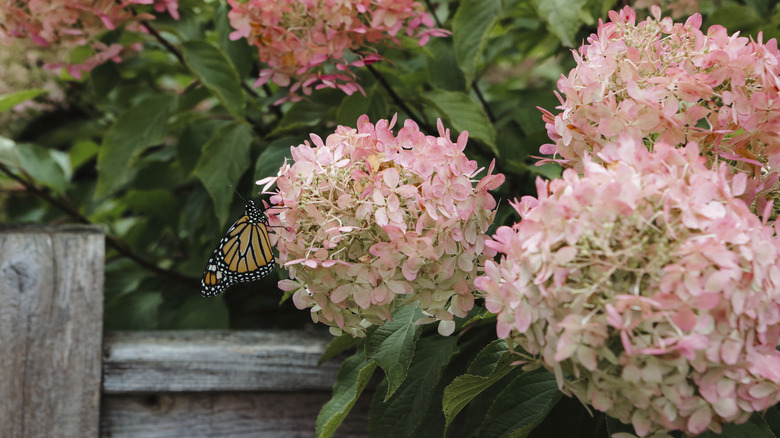 Hydrangeas in the fall in front of a wooden fence with a monarch butterfly on one of the blooms