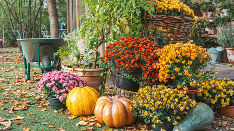 Fall flowers, pumpkins, and a wheelbarrow outside a house with leaves on the ground