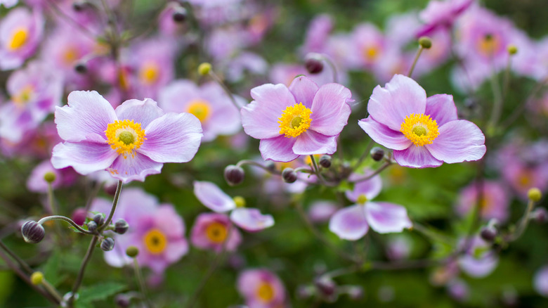 Close up of Japanese anemone blooms