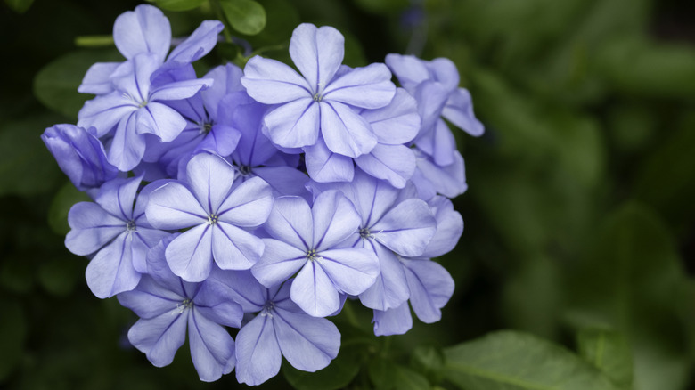pale violet leadwort in bloom with leaves blurred in the background