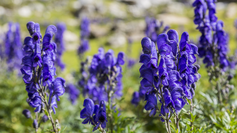violet purple monkshood flowers in bloom