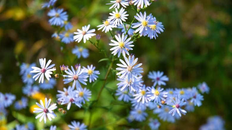 Light purple short's aster in bloom