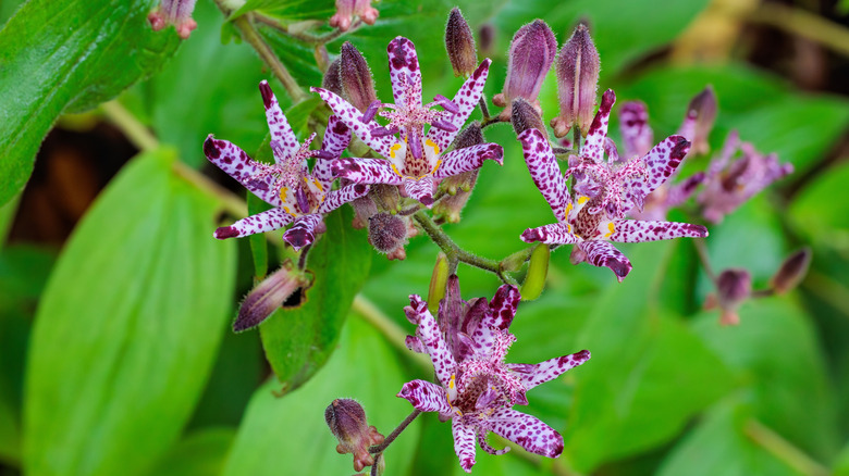 purple and white toad lily flowers with yellow accents and green leaves