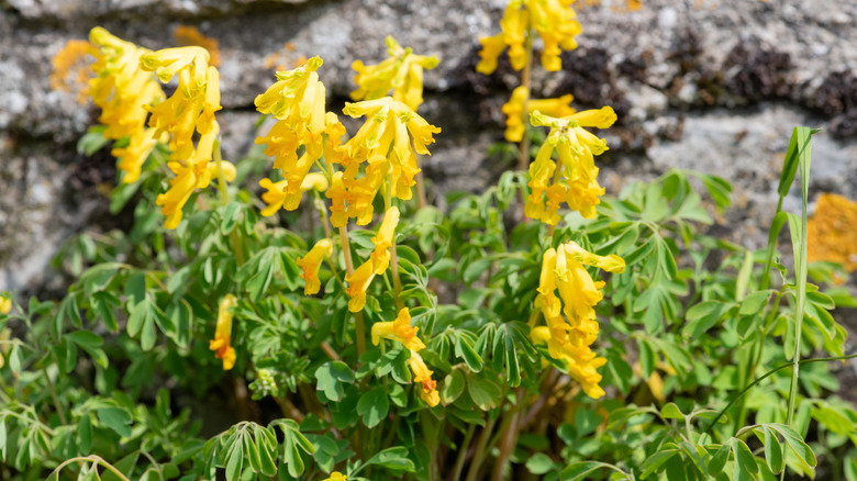 sunny yellow corydalis in bloom in front of a rock wall